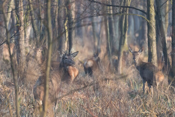 Jelenie cervus elaphus jedzą śniadanie w porannej trawie, poranek w rezerwacie przyrody © PeterG