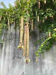 Plante tropicale à Tahiti, Polynésie française