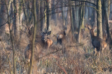 Jelenie cervus elaphus wypasają się w trawie © PeterG