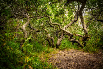 Bending and twisting trees at the Crooked Trees tourism site in a sunny summer rural landscape