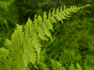 bella foglia di felce nel bosco tra il fogliame