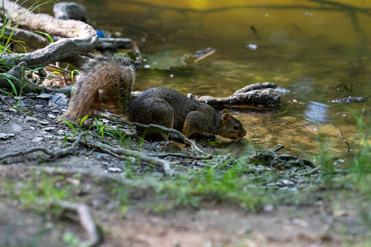Squirrel drinking water
