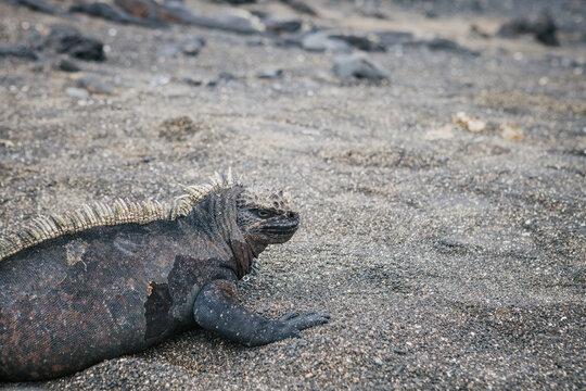 Iguana
