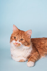 Adorable young ginger cat with white fur and curious face lying and resting on blue background