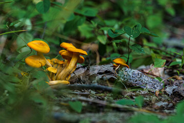mushrooms in the forest