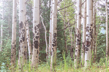 Aspen trees in Colorado Rocky Mountains on a summer day