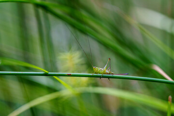 grasshopper on a leaf