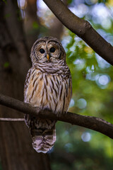 owl on branch