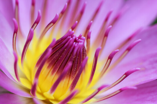 lotus of India