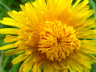 Macro dandelion