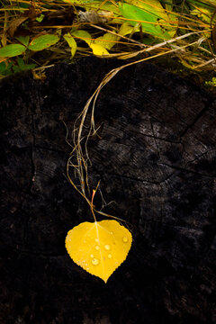 Fallen yellow aspen leaf in rain in autumn