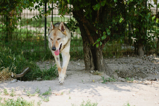 Young Czechoslovakian Wolfdog in garden