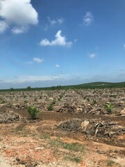 palm oil tree replanting