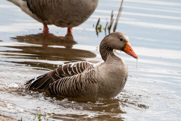 Gans