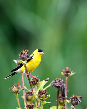 Wild Canary Bird Closeup