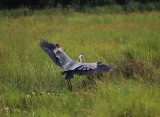 black crowned crane