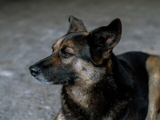 Dog - sad, lying on the texture asphalt road during the day, brown and orange coloring