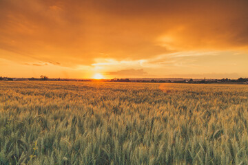 Detail of cereal fields with a orange sky sunset, la caparrella, Lleida, Spain.