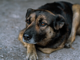 Dog - sad, lying on the asphalt road during the day, brown and orange coloring, macro