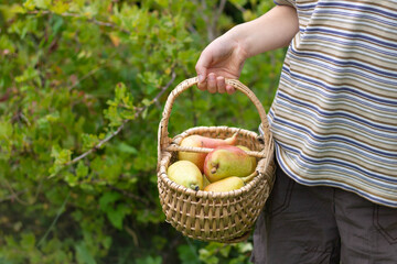 A basket of pears in the hands of a little boy. Harvesting