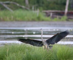 pelican in flight