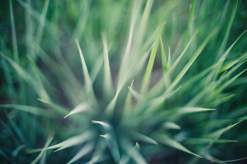 Abstract textures of green flowers and plants from nature