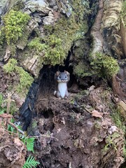 squirrel in the tree