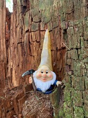 gnome in the woods