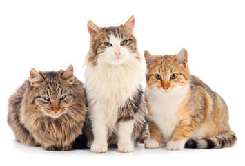 Obraz premium Three house cat.