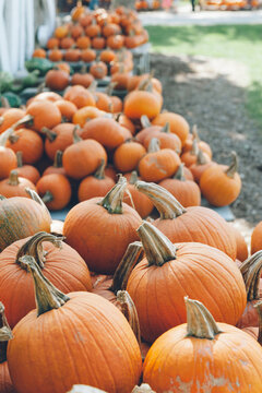 Pumpkins