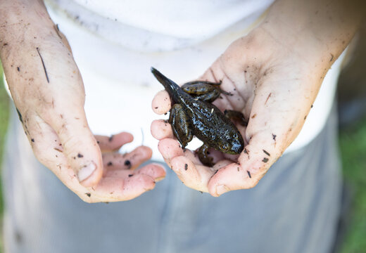 Child holds a young frog that has not yet lost its tail