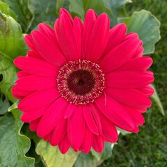 pink gerber daisy