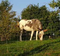 Seltener Maulesel hinter dem Zaun