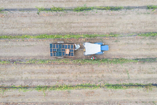 Vista a&eacute;rea cenital de un tractor jalando un carro con huacales llenos de uva syrah, entre los vi&ntilde;edos, tras la vendimia.