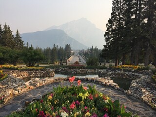 tulips in the mountains