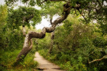 Bending and twisting trees at the Crooked Trees tourism site in a sunny summer rural landscape