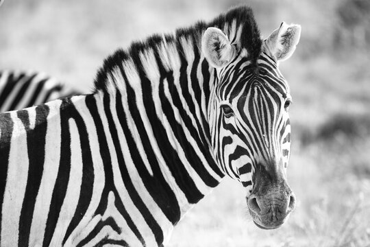 Wild African Zebra Portrait