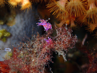 Limace de mer - Flabelline mauve