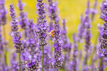 lavender field with honey bee