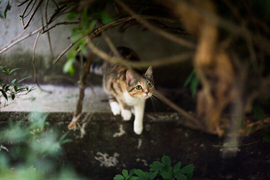 Young tabby cat lies in ambush ready to jump under bush tangle in summer garden