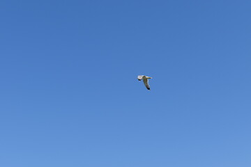 bird in flight