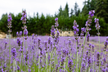 Fototapeta premium field of lavender