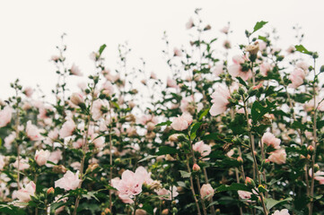 pastel pink flowers growing on a bush
