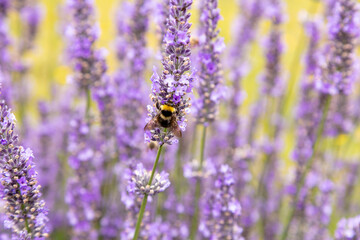 bumblebee on lavender