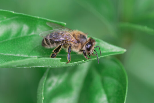 Honey bee sitting on tip of a sweet basil leaf