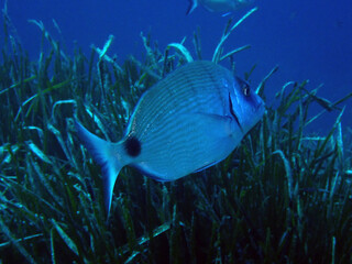 Sar commun - Poisson de Méditerranée - Diplodus sargus