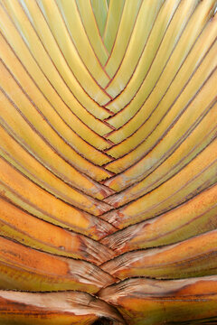 Striped pattern of Traveller_ÔøΩÔøΩs tree or banana fan