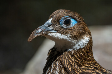A female Himalayan monal (Lophophorus impejanus), also known as the Impeyan monal and Impeyan pheasant, is a pheasant native to Himalayan forests and shrublands at elevations