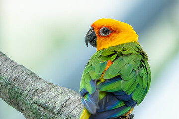 A Jenday Conure (Aratinga jandaya) perched in a tree, also known as jandaya parakeet is a small...