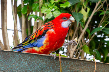 A bright red and yellow eastern rosella (Platycercus eximius) parrot or parakeet is a rosella native to southeast of the Australian continent and to Tasmania.